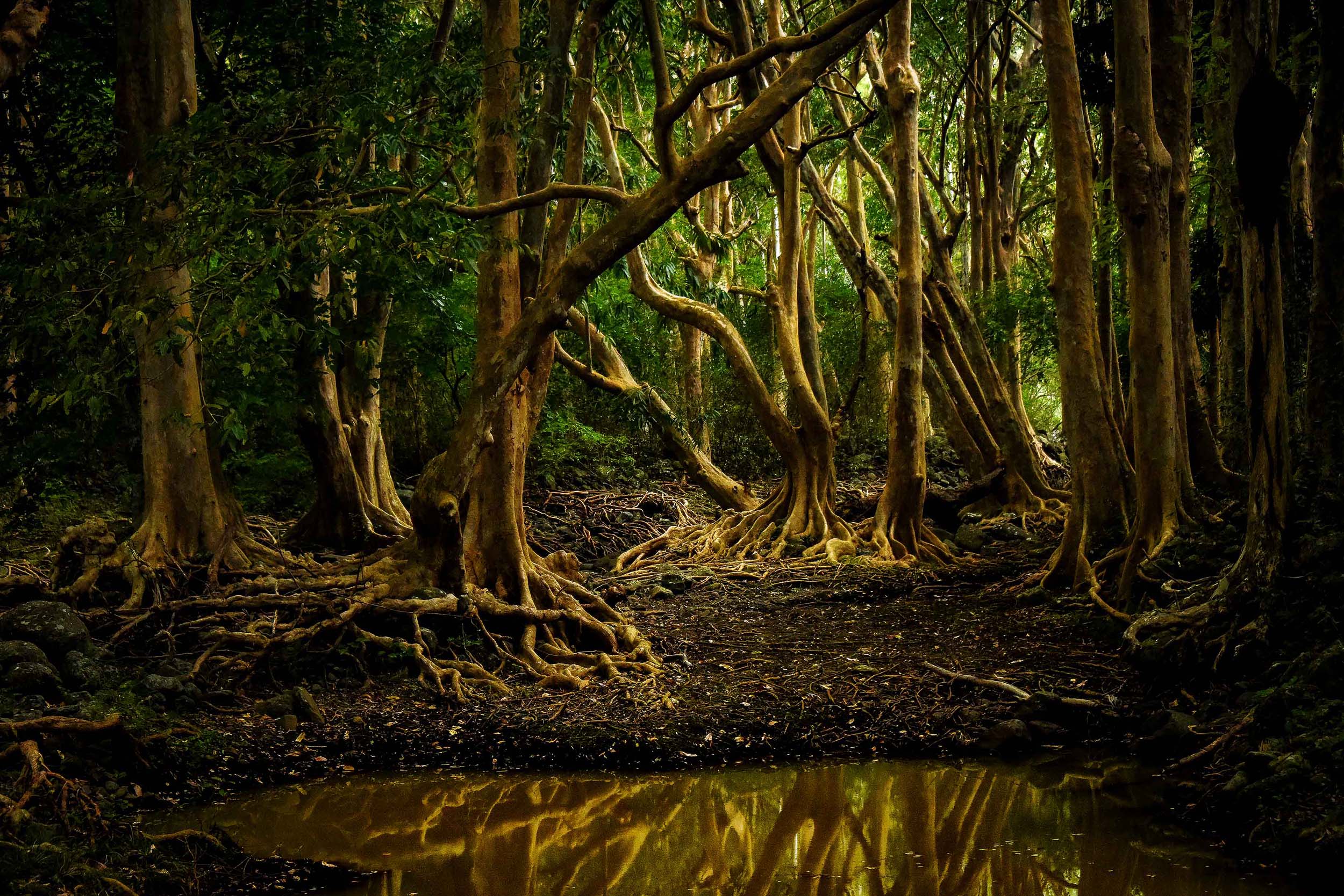 Forest trail in Black River Gorges