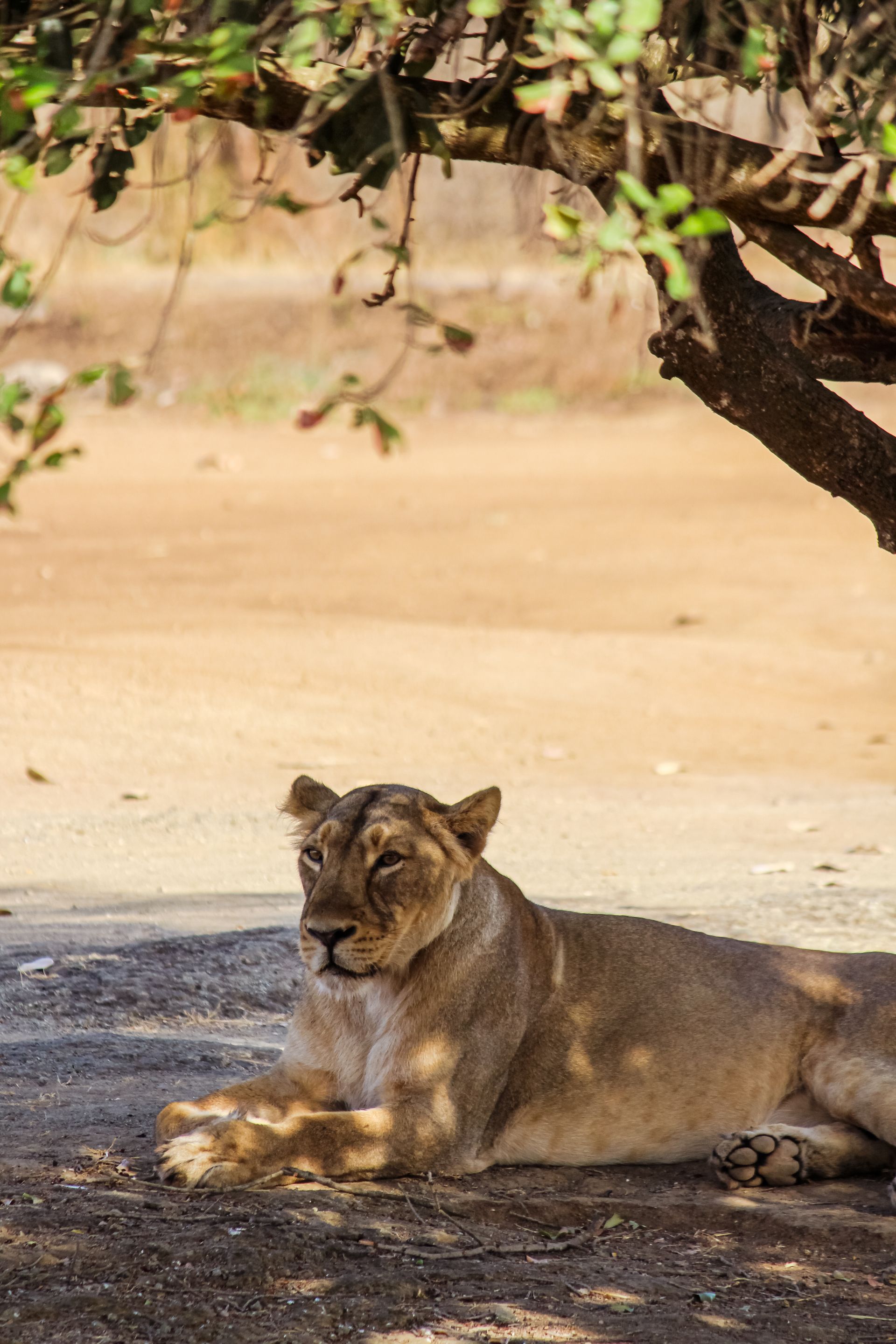 Casela Nature Park safari