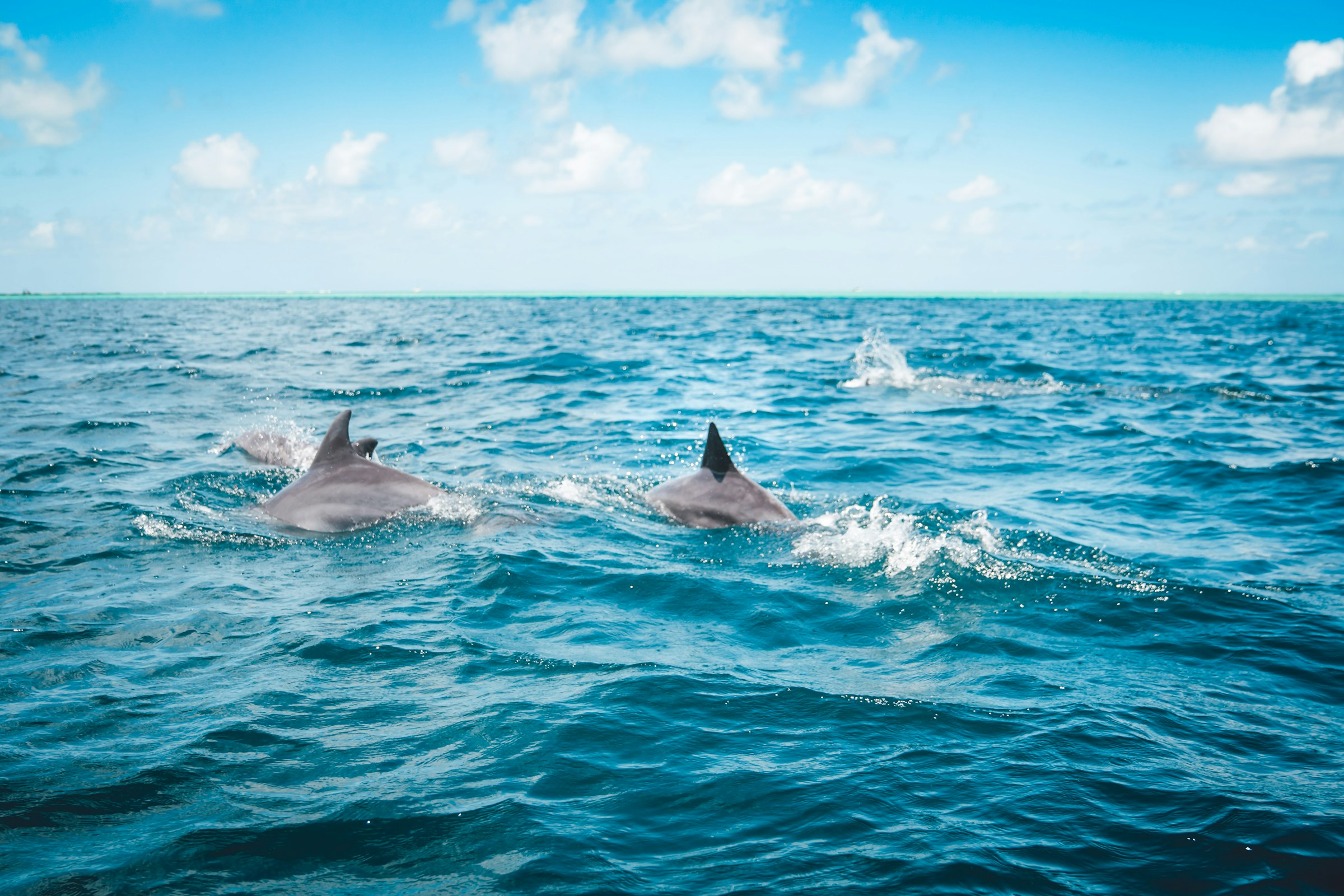 Wild spinner dolphins swimming in the open sea