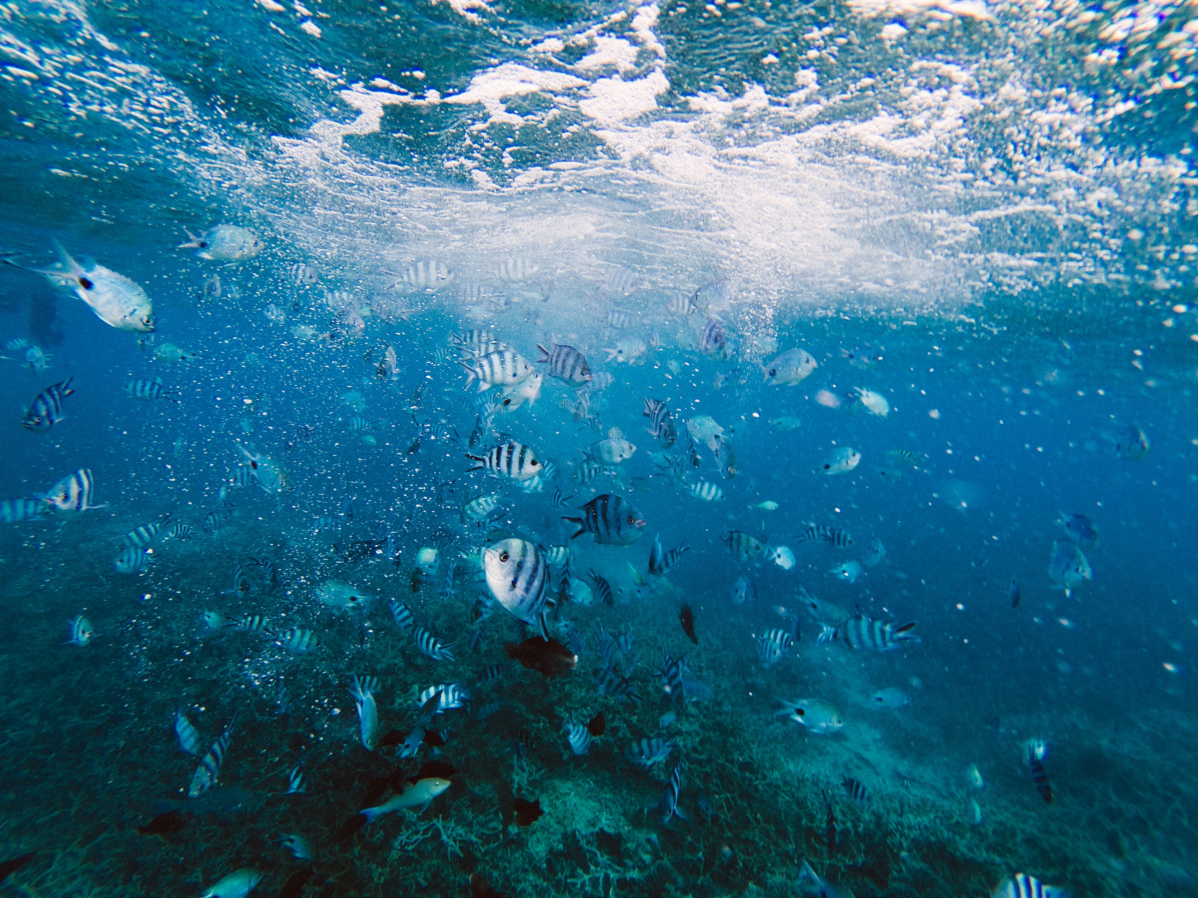 Snorkeling over coral in the lagoon